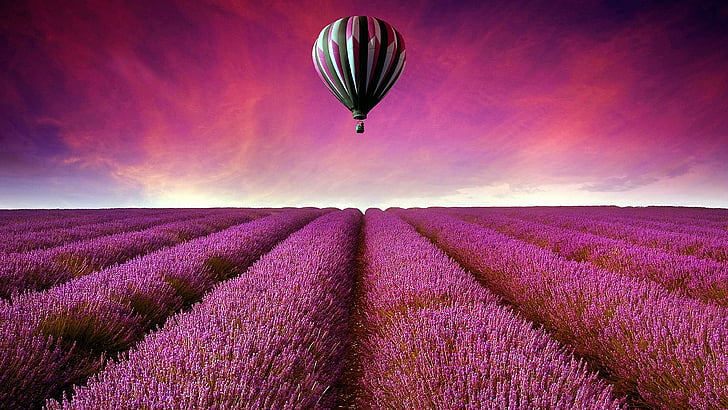 lavender field, air balloon, hot air balloon, flowers, lavender farm, HD wallpaper