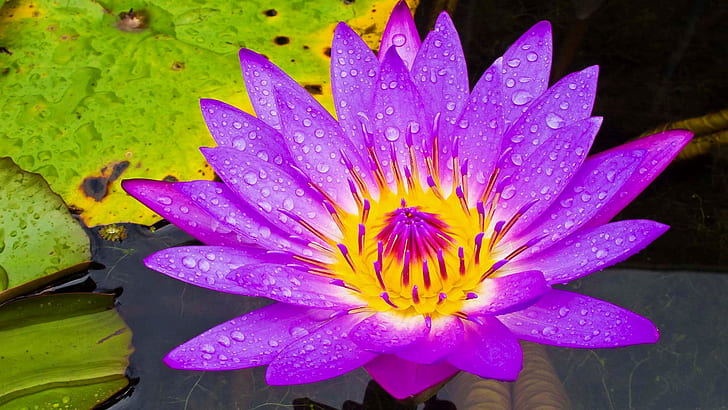 Water Lily Purple And Yellow Flower Hd Wallpaper High Definition For Mobile Phones And Computer 1920×1080, HD wallpaper