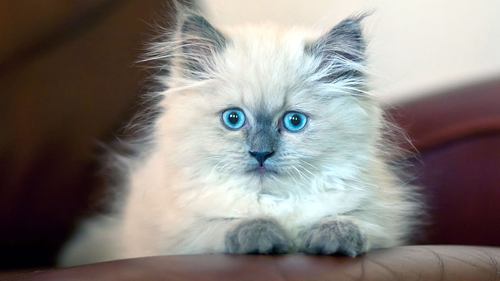 white Persian cat, kitten, fluffy, blue-eyed, pets, domestic Cat, HD wallpaper