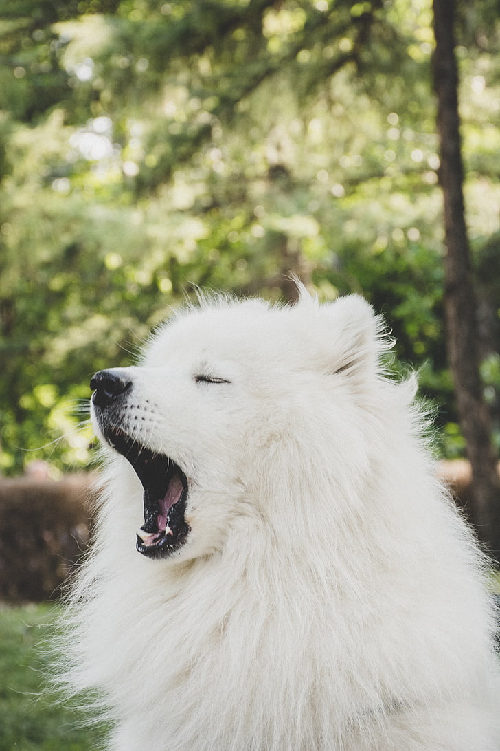 adult Samoyed, japanese spitz, dog, yawn, cute, fluffy, animal, HD wallpaper