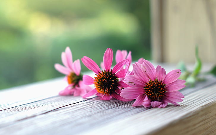 HD wallpaper: flower, flowers, background, pink, widescreen, macro, full  screen | Wallpaper Flare