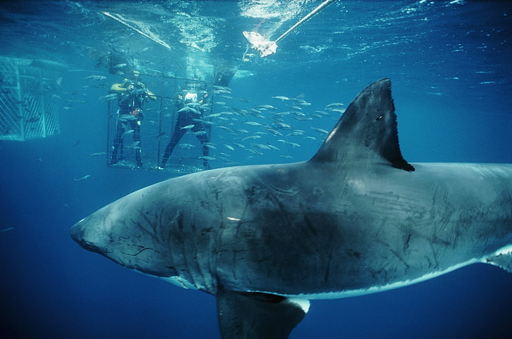 shark, animals, underwater, sea, animal wildlife, animals in the wild, HD wallpaper