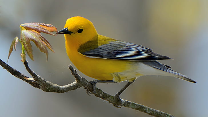 yellow and black budgies, prothonotary warbler, protonotaria citrea, prothonotary warbler, protonotaria citrea, HD wallpaper