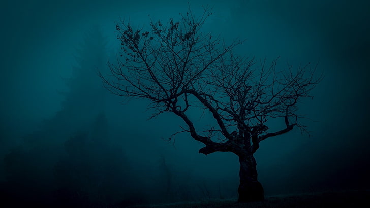 bare tree photo, trees, spooky, landscape, night, nature, plant, HD wallpaper