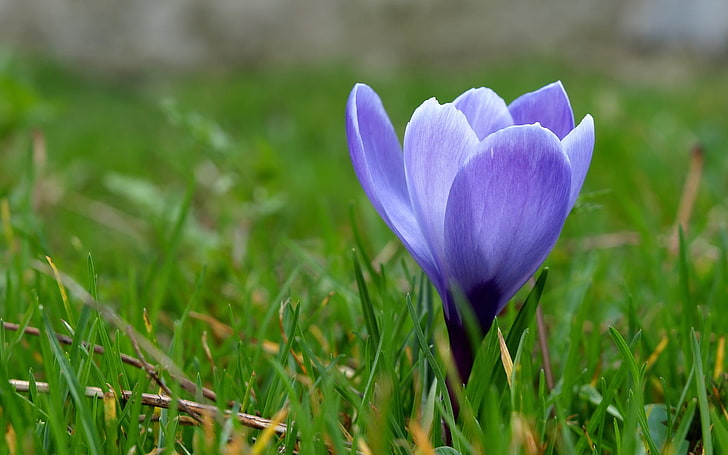 purple Crocus sativus flower, grass, macro, blue, spring, primrose, HD wallpaper