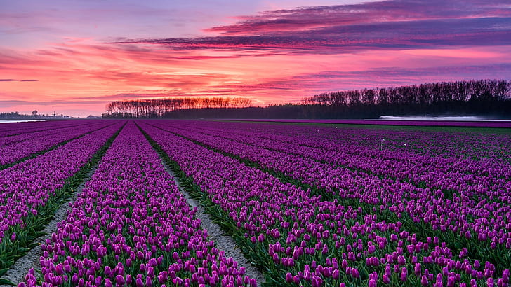 tulip farm, field, purple flowers, tulip field, tulips, pink sky, HD wallpaper