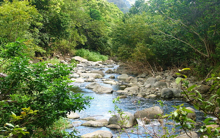 Mountain Stream Riverbed With Rocks And Green Vegetation, The Island Of Maui, Hawaii Hd Desktop Wallpaper, HD wallpaper
