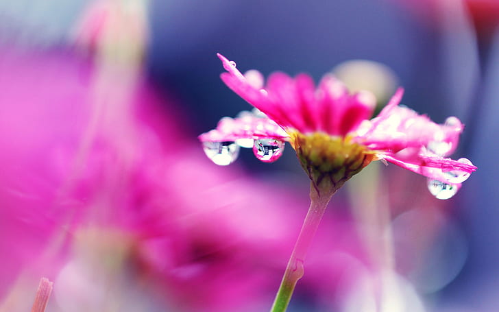 Pink flower macro photography, bright, water droplets, blurry