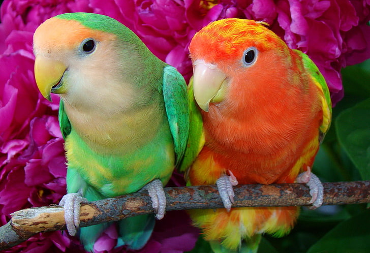 two red, yellow, green, and white lovebirds, branch, feathers