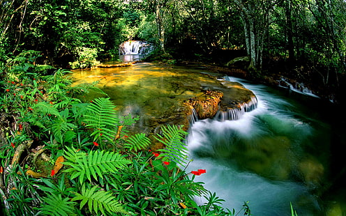HD wallpaper: Tropical Rainforest Jungle Cascade Waterfall Transparent  Water Rocks Green Vegetation Fern Nature Hd Wallpaper For Desktop 1920×1200  | Wallpaper Flare