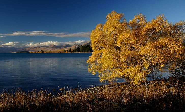 yellow leaf tree near body of water during daytime, lake tekapo, lake tekapo