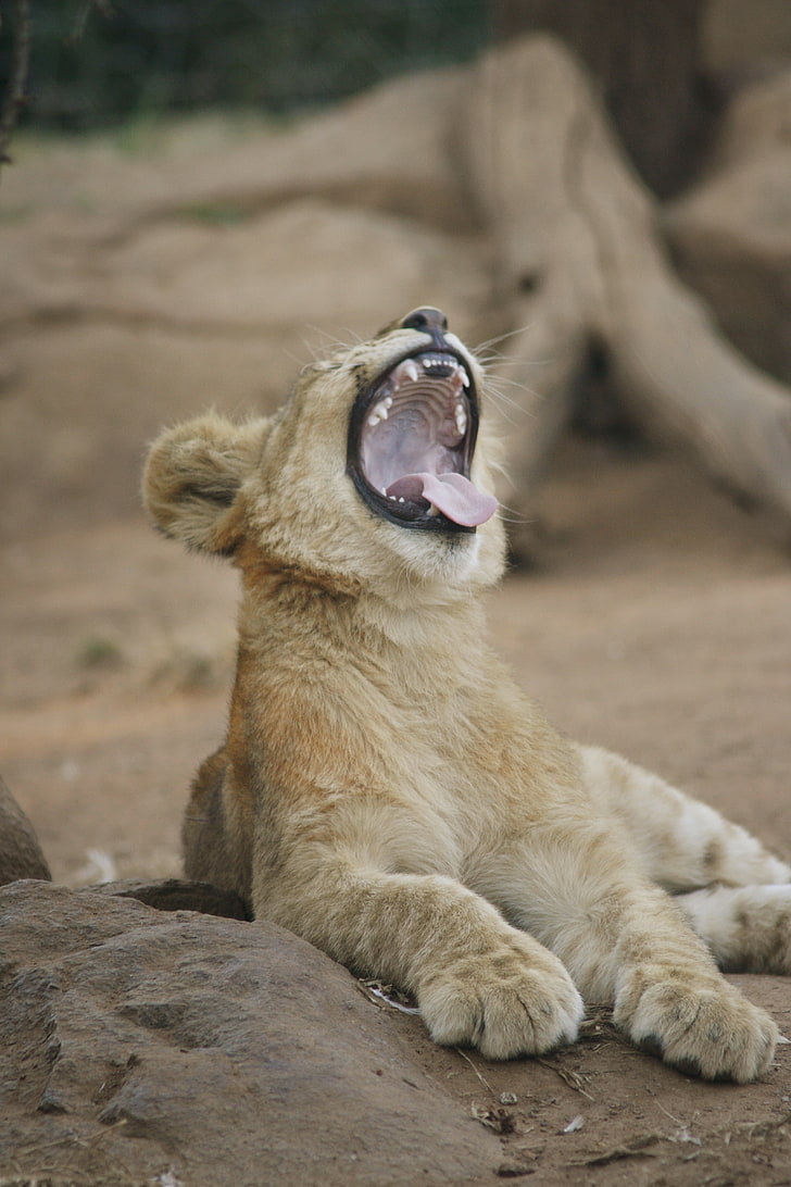 animals, big cats, lion, mammal, animal themes, mouth open