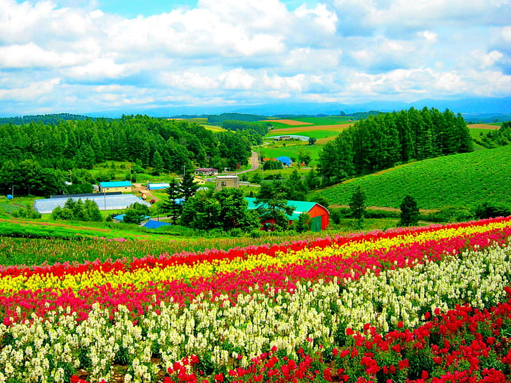 Hokkaido Flower Field, flowers, lovely, nice, grass, beautiful, HD wallpaper