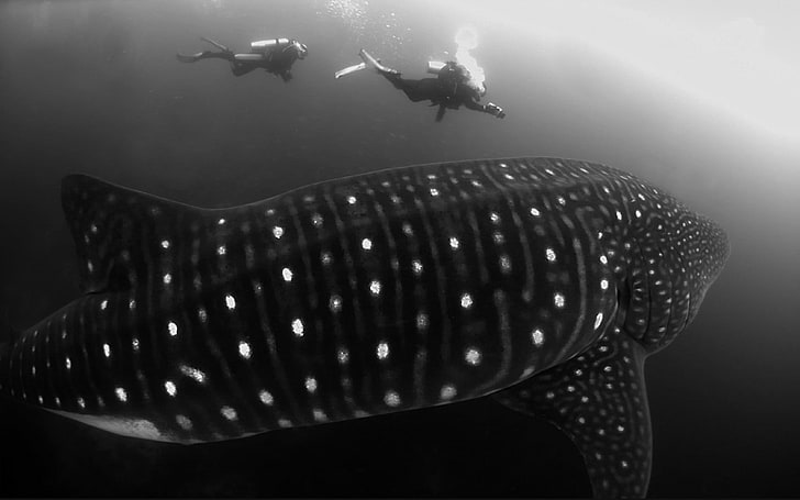 greyscale photo of two people snorkeling underwate with big whale
