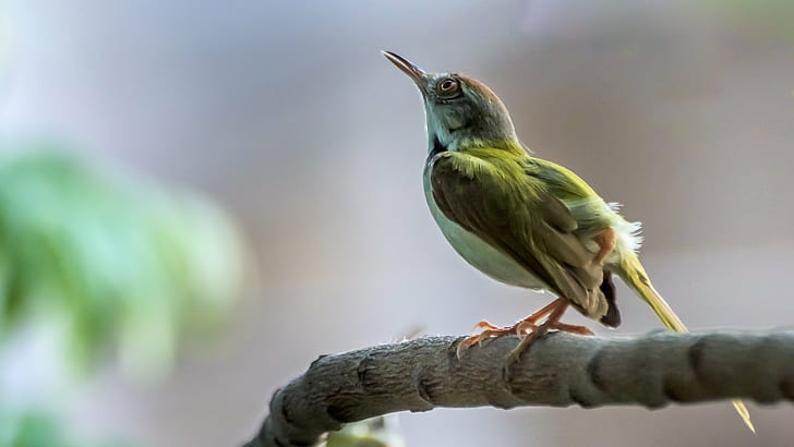 green hummingbird in shallow photography, I spy, sky, Animal