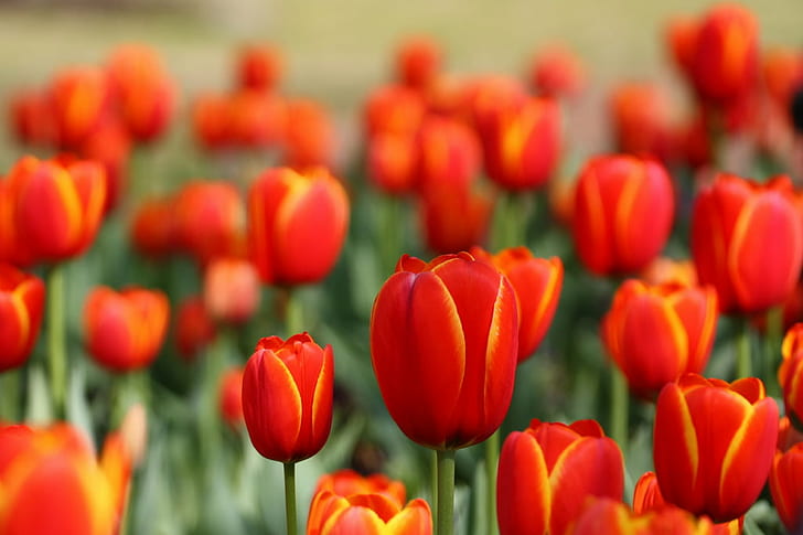 red tulips fiend close-up photo during daytime, tulips, spring, HD wallpaper