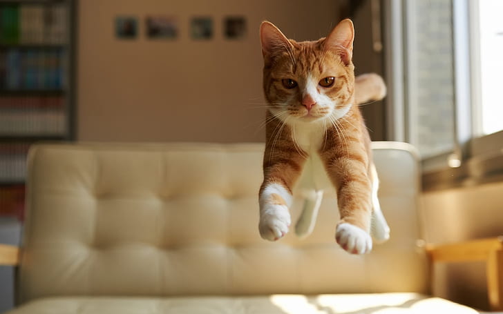 Cat jump, house, HD wallpaper