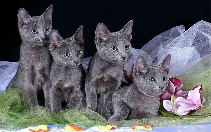 four short-fur gray cats, kittens, rag, crowd, kids, pets, domestic Cat
