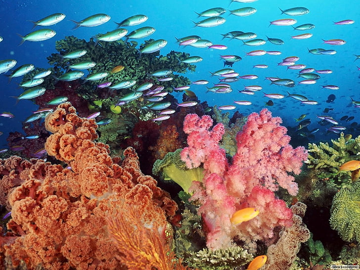 sea, underwater, fish, coral, animal, sea life, animal themes, HD wallpaper