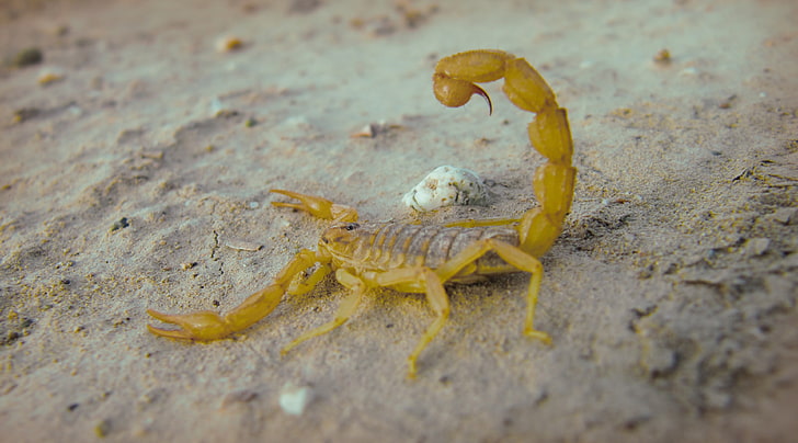 Desert Scorpion, brown scorpion, Animals, Insects, Sand, animal themes