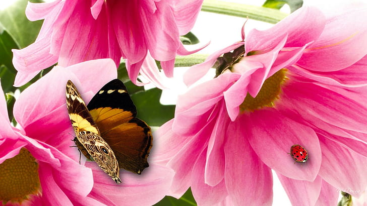Where Butterflies Fly, ladybug and brown butterfly, papillon, HD wallpaper