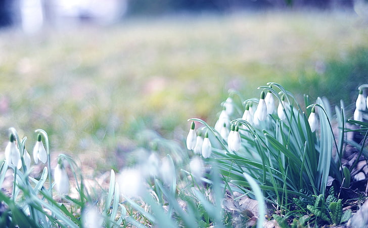 white flowers, spring, snowdrops, grass, light, march, nature