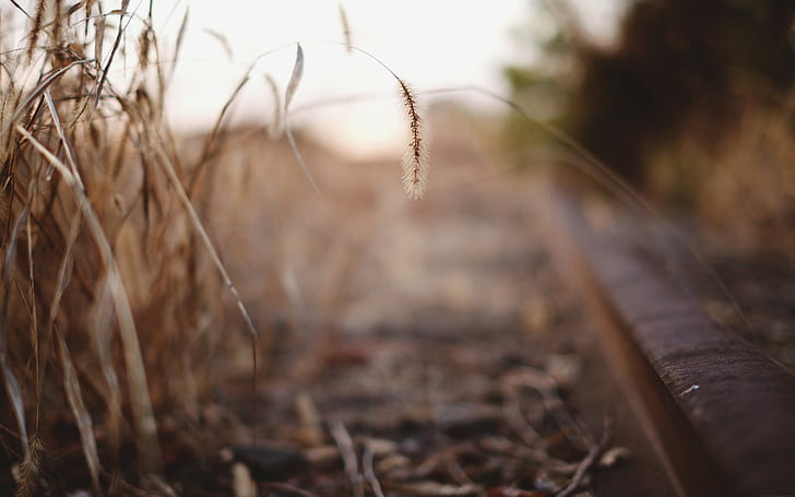 photography, depth of field, corn, spikelets, nature