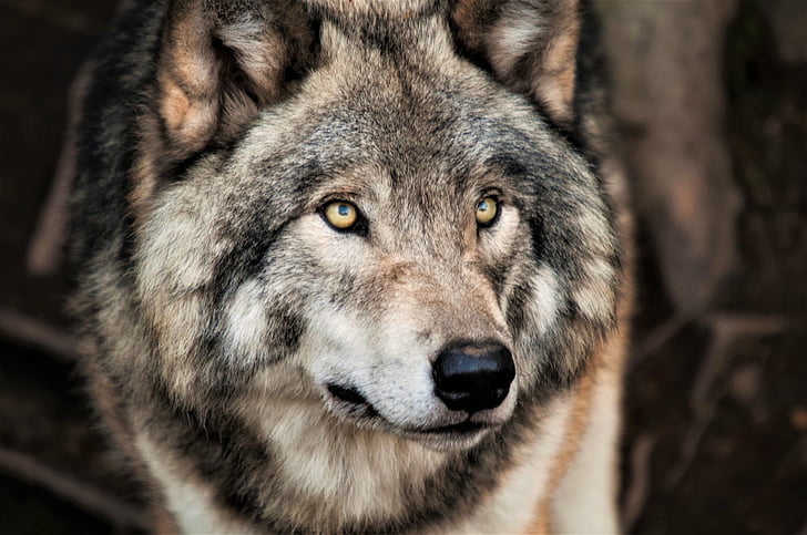 HD wallpaper: Animal, Wolf, Face, Grey Wolf, Wildlife, predator (Animal