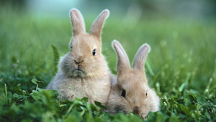 bunny, rabbit, hare, mammal, cute, animal, fur, easter, rodent, HD wallpaper