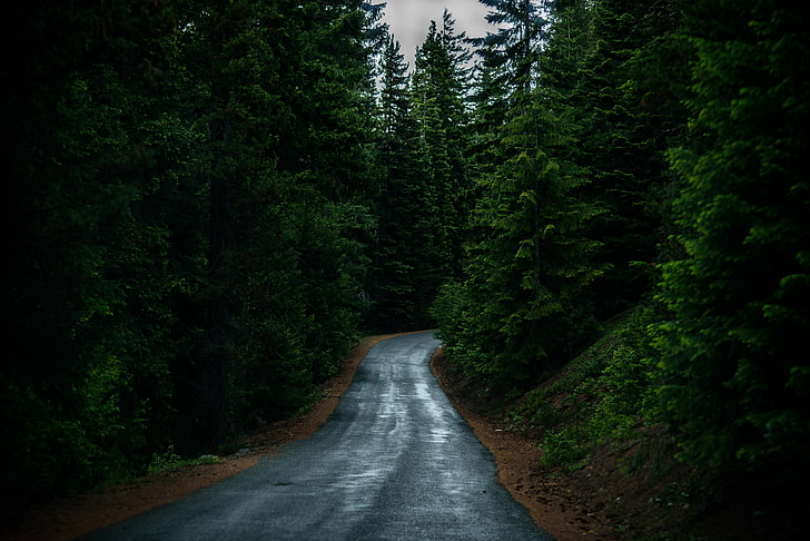 nature, trees, road, plant, forest, direction, beauty in nature