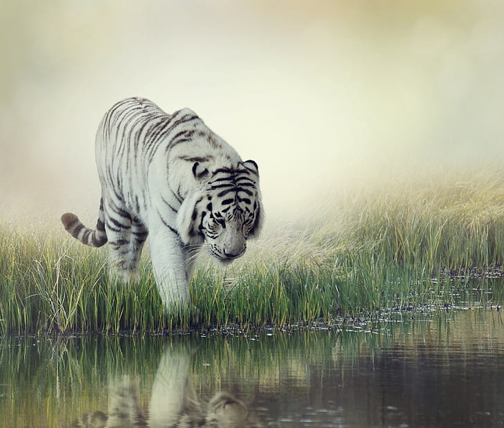 White tiger striped, white tiger painting, water, background, HD wallpaper