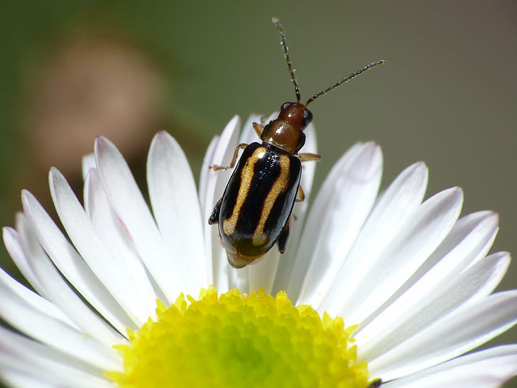 selective focus photography of insect on daisy flower, flower  Bug