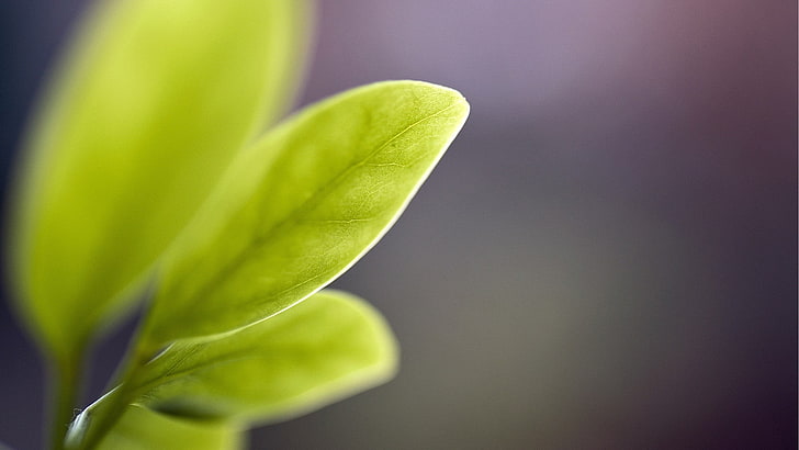 green leafed plant, green leaves, macro, photography, plants, HD wallpaper