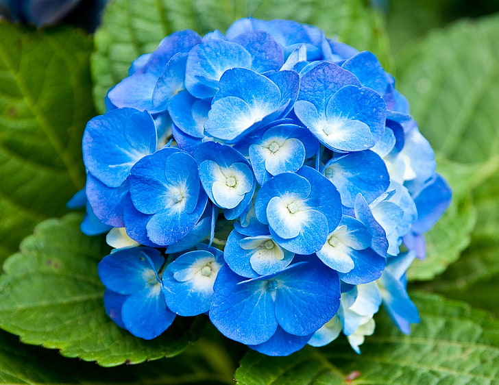 HD wallpaper: Light Blue Flowers, blue and white mophead hydrangea flower,  Nature | Wallpaper Flare