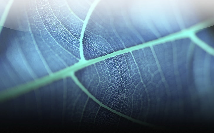 closeup photography of leaf, blue leaf plant, leaves, macro, nature, HD wallpaper