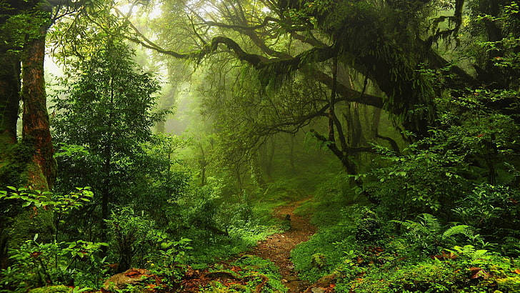 forest path, pathway, vegetation, old growth forest, nature, HD wallpaper