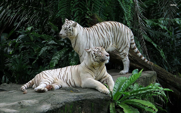 Animal, animals, 1920x1200, White Tiger, HD animal walpapers