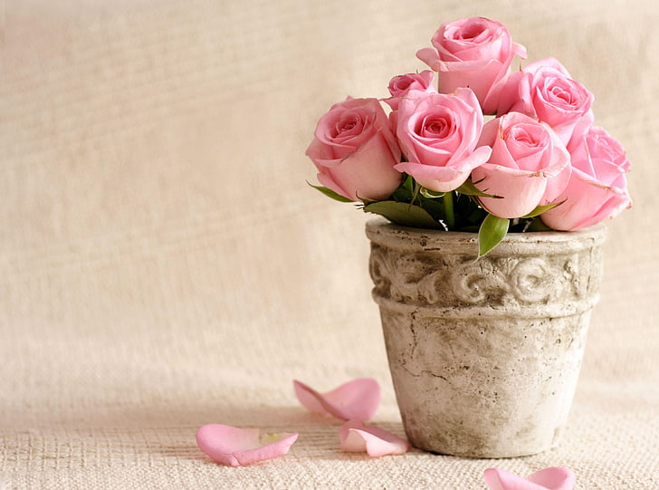 pink Rose bouquet, roses, flowers, pot, petals, pink Color, rose - Flower