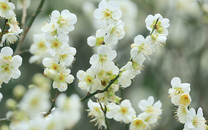 Twigs, white cherry flowers, blossom, spring, bokeh