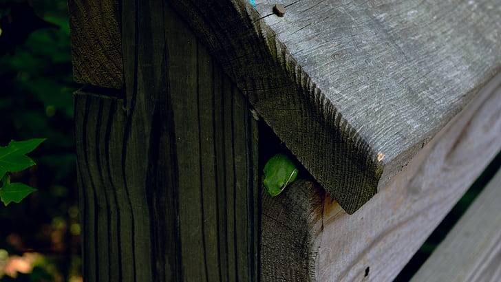 frog, wood, nature, HD wallpaper