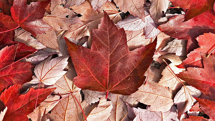 Canada, autumn, plant part, leaf, change, maple leaf, leaf vein