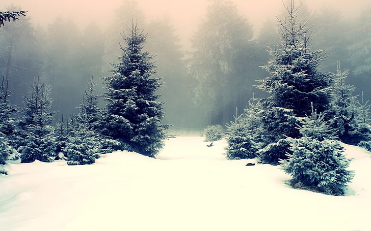 green pine trees, snow, winter, mist, nature, forest, landscape