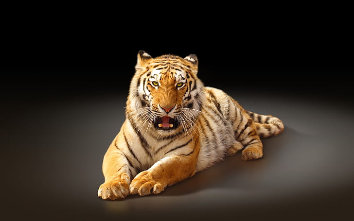 Largest cat, the Amur tiger, black background, HD wallpaper
