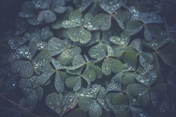 green leaf plant, shallow focus photography of green leaves, clovers, HD wallpaper