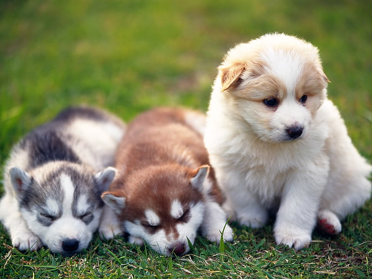 three black, cooper and tan Siberian husky puppies, dogs, funny