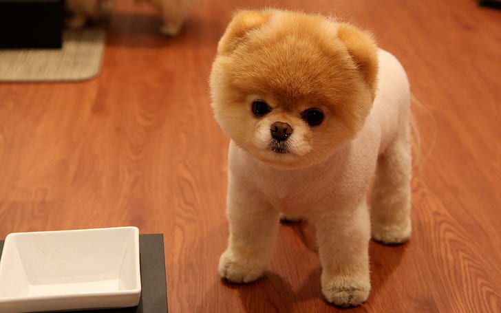 Cute Pomeranian Dog, cute animals, HD wallpaper