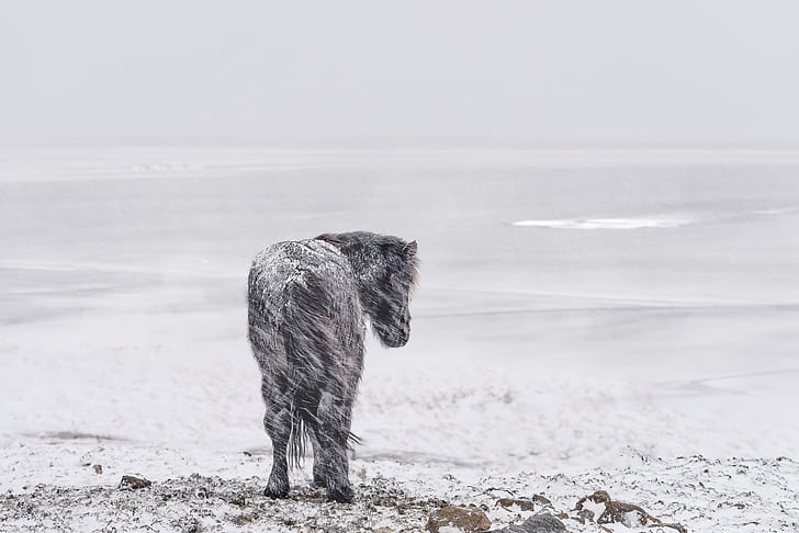 cold, winter, landscape, snow, horse, animals, HD wallpaper