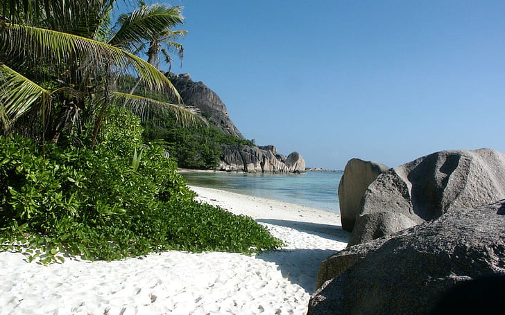 nature, beach, palm trees, stones, tropical, sea, rock, sand, HD wallpaper