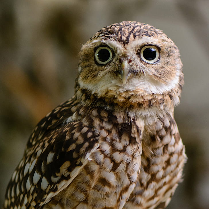 white and brown owl, burrowing owl, burrowing owl, Burrowing  owl