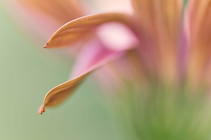 pink Daisy selective focus photography, daisy, Dream II, flower, HD wallpaper